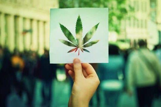 Légalisation du cannabis: une réponse post covid