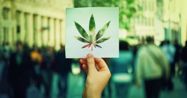 Légalisation du cannabis: une réponse post covid