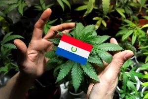 Légalisation, cannabis, Paraguay