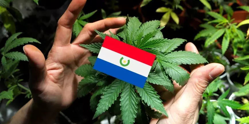 Légalisation, cannabis, Paraguay