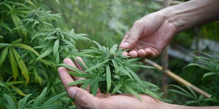 Du cannabis pour lutter contre le réchauffement climatique