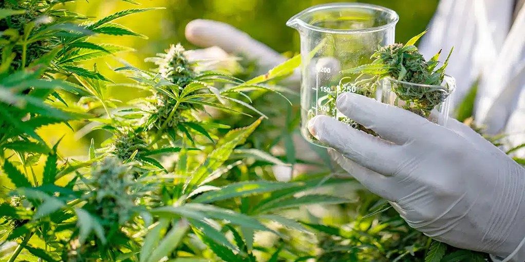 Effets entourage des spectres complet