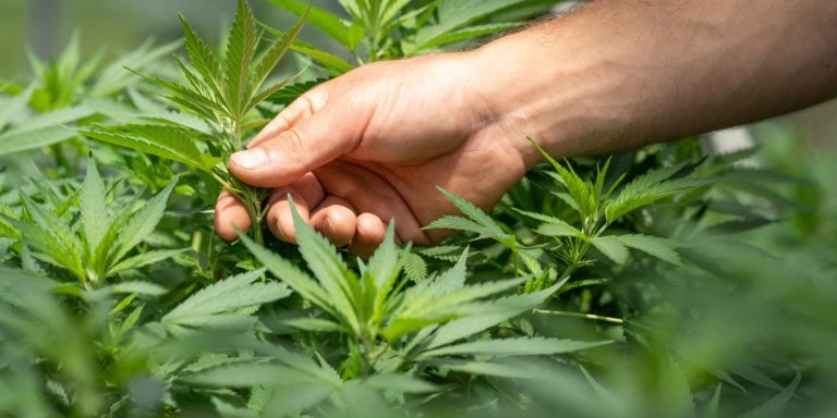 2023, des avancées pour le cannabis en Italie ?