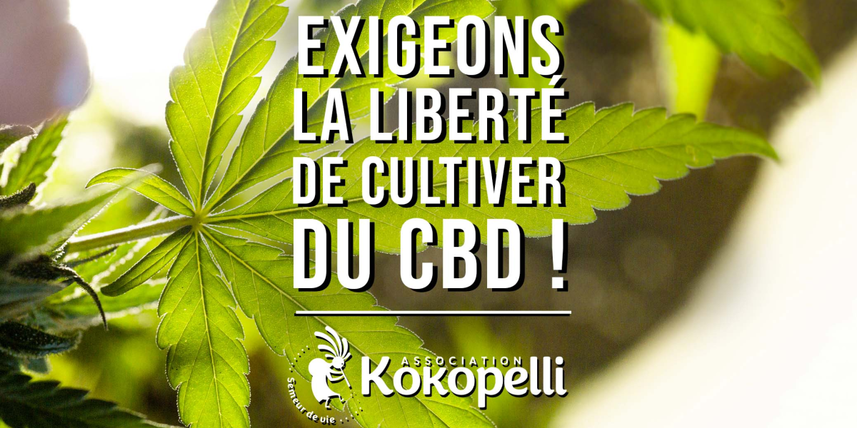 Kokopelli, pétition pour le CBD