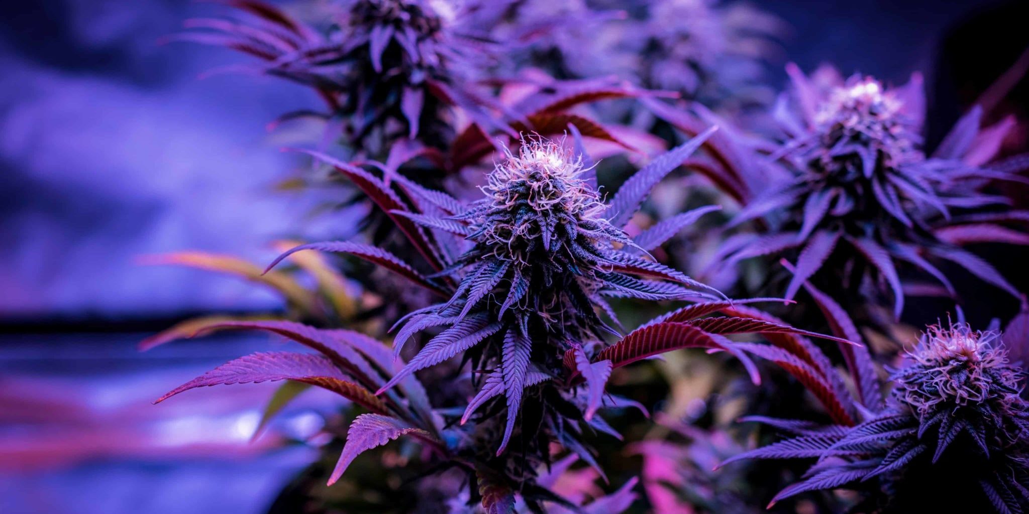 Cannabis,Plants,Growing,In,Grow,Tent,Indoors,Legally,In,Canada