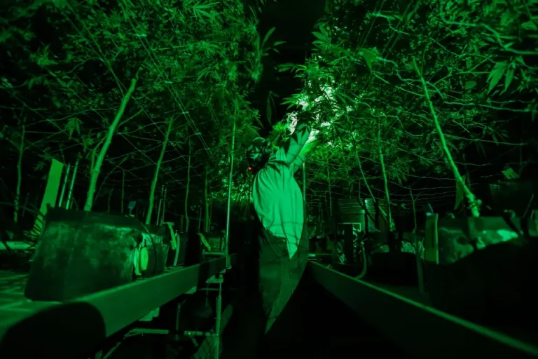 cannabis-indications-dangers