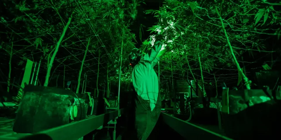 cannabis-indications-dangers