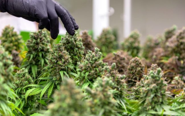 cannabis 4300 études scientifique cannabis 4300 études scientifique en 2022