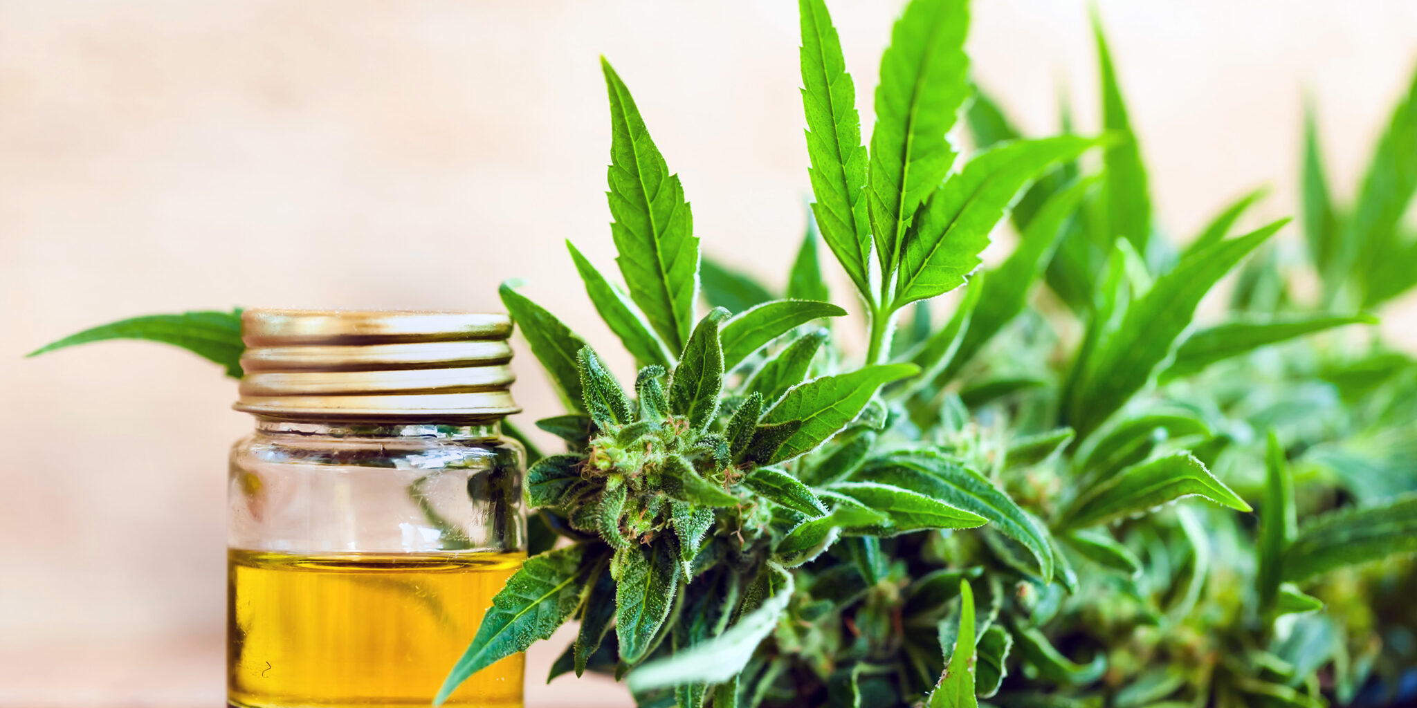 cannabis et schizophrénie