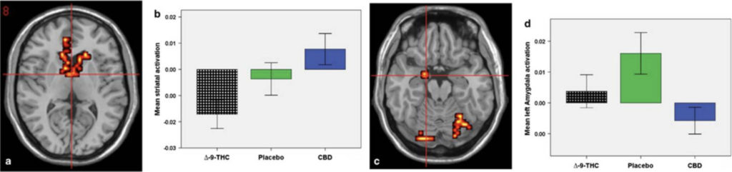 cannabis et schizophrénie