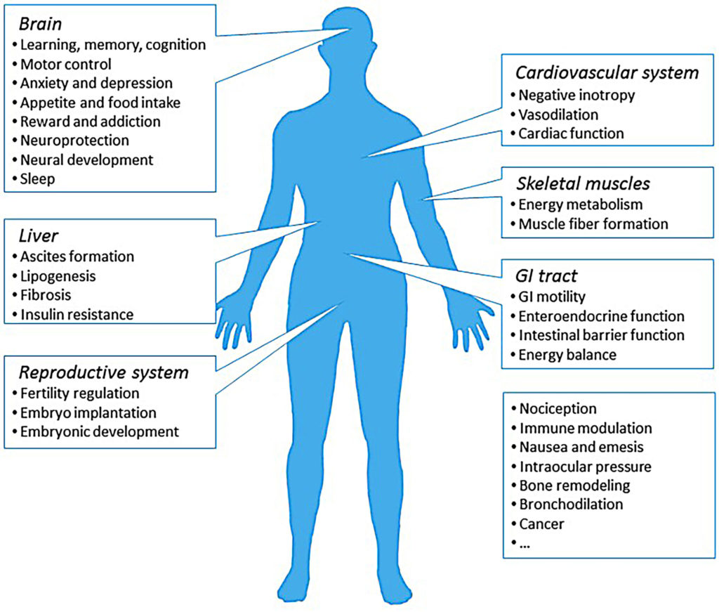 cannabis et schizophrénie