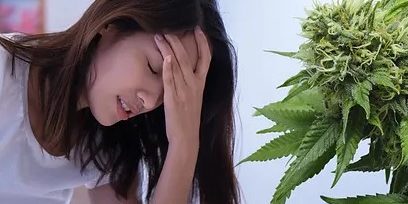 cannabis-soulage-douleurs
