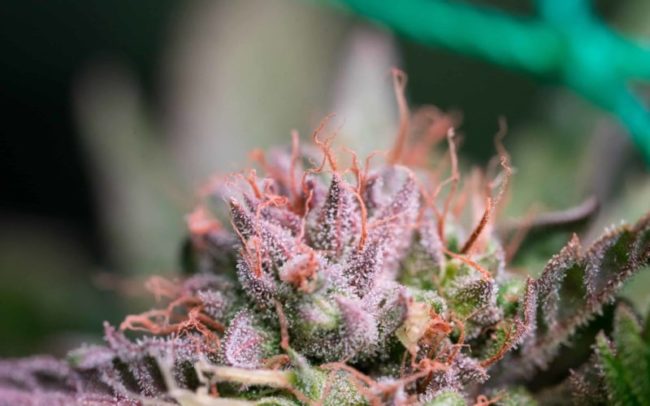 licences cannabis récréatif