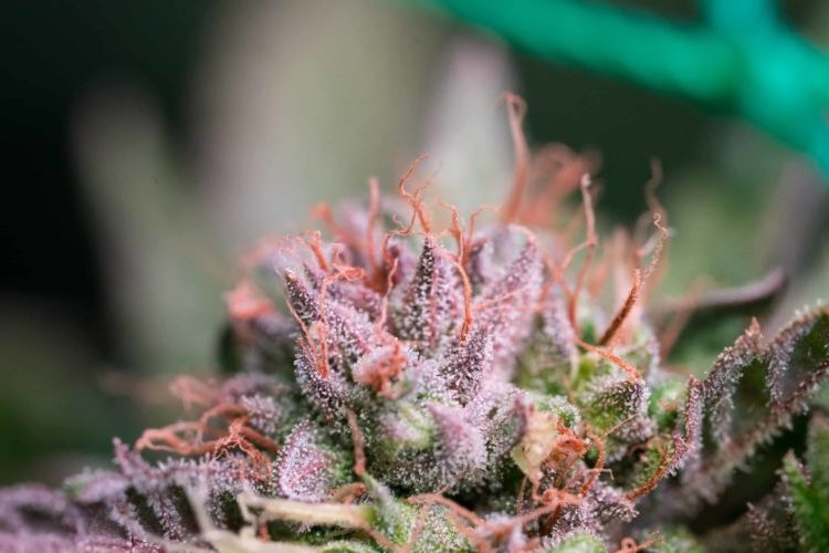 licences cannabis récréatif