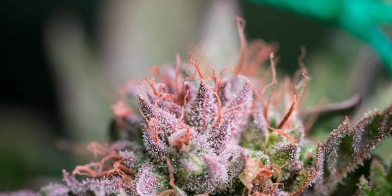 licences cannabis récréatif