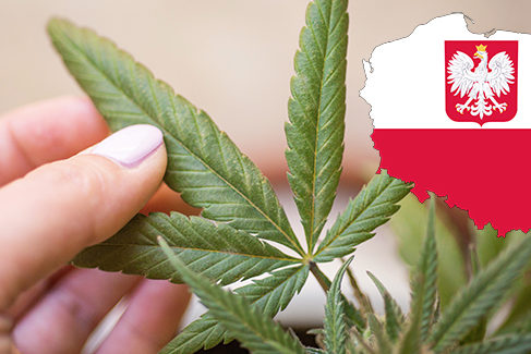 Pologne - cannabis médical - CBD