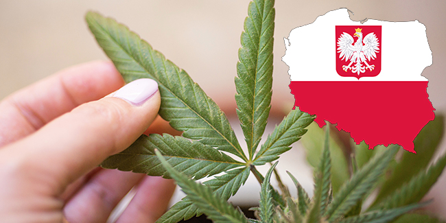 Pologne - cannabis médical - CBD