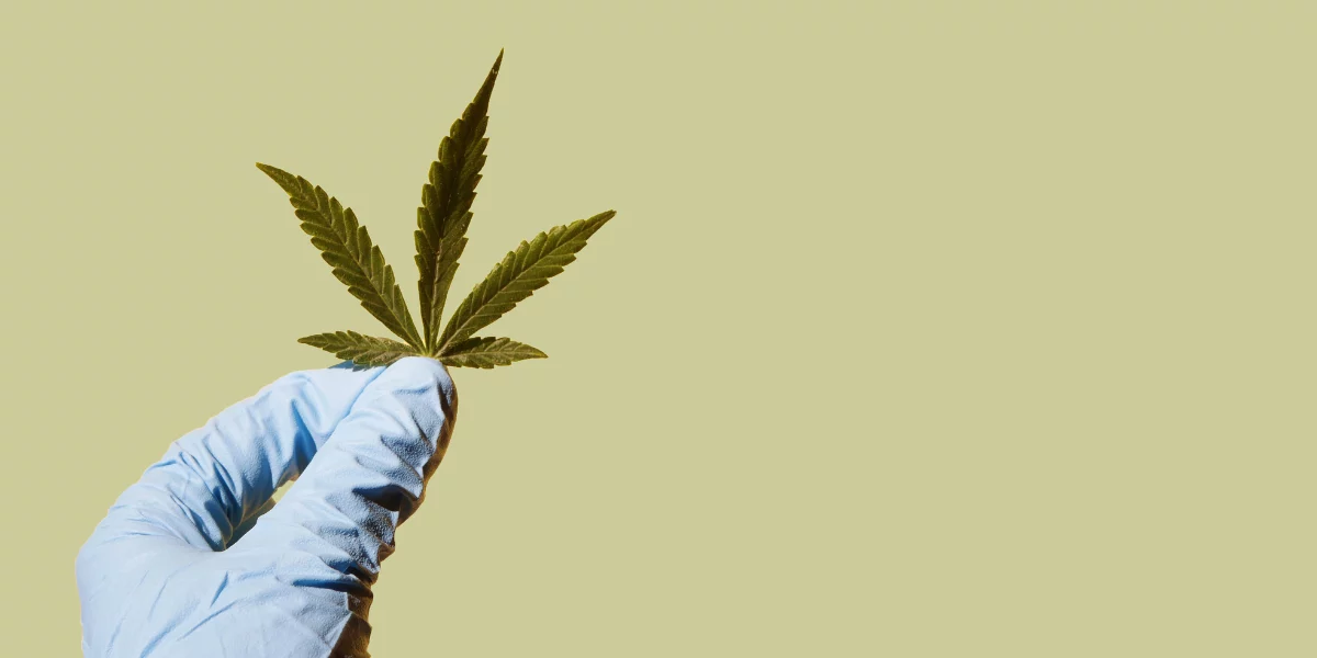 5 nouvelles études sur le cannabis médical