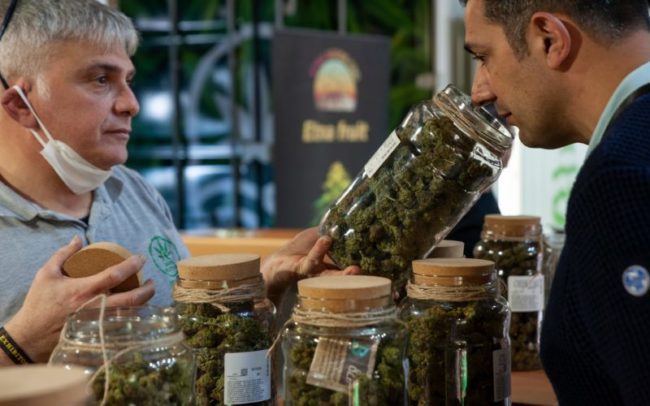 légalisation du cannabis