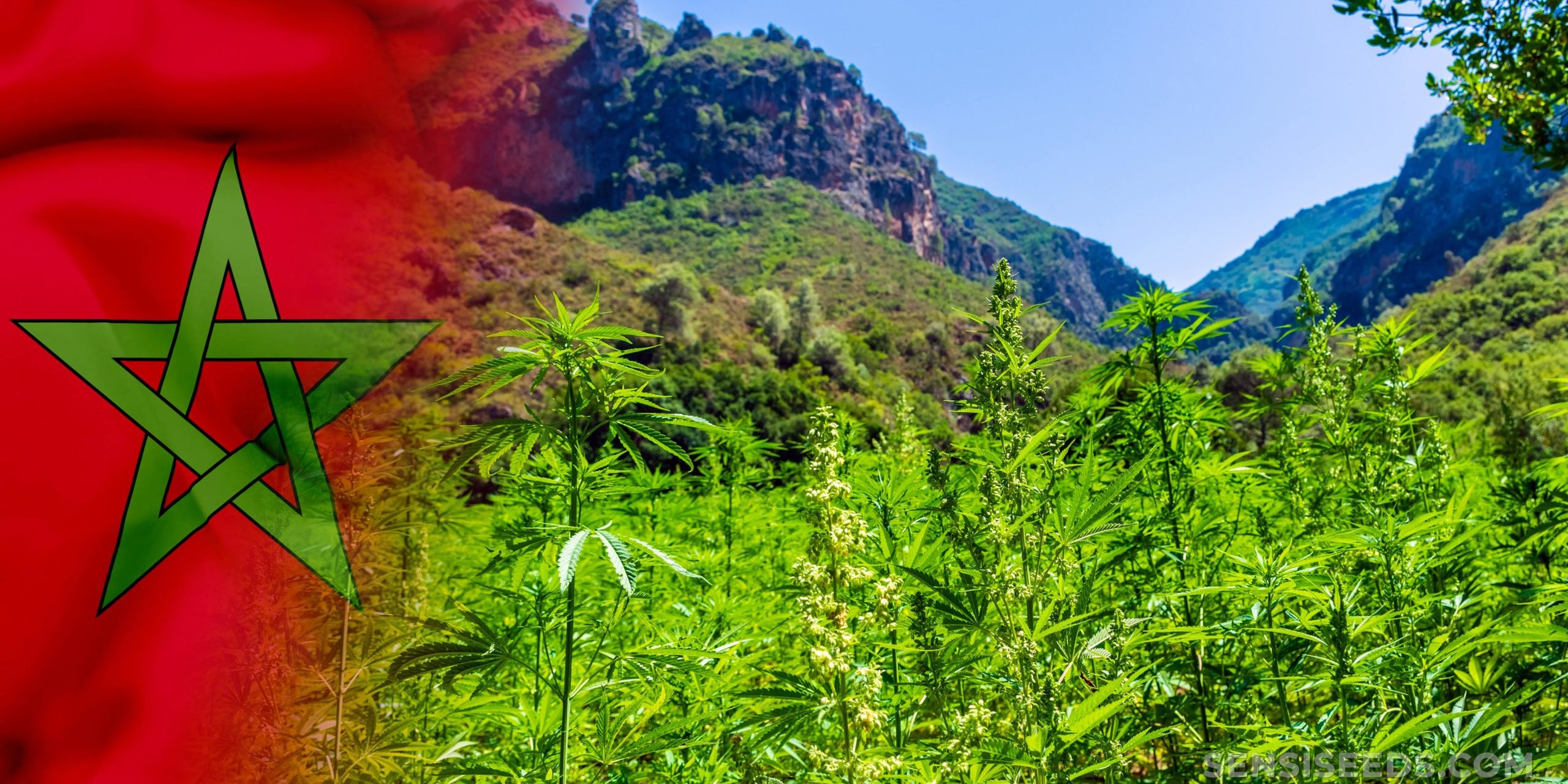 Cannabis légal au Maroc