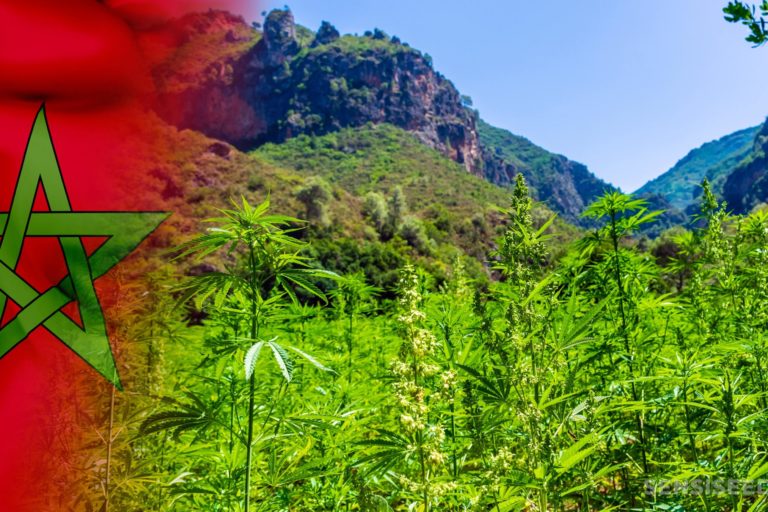 Cannabis légal au Maroc