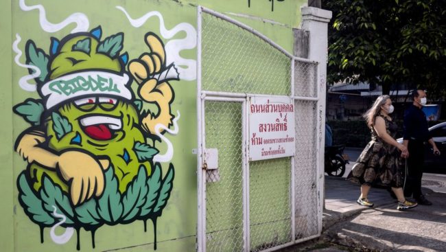 Cannabis, le nouvel or Thaï