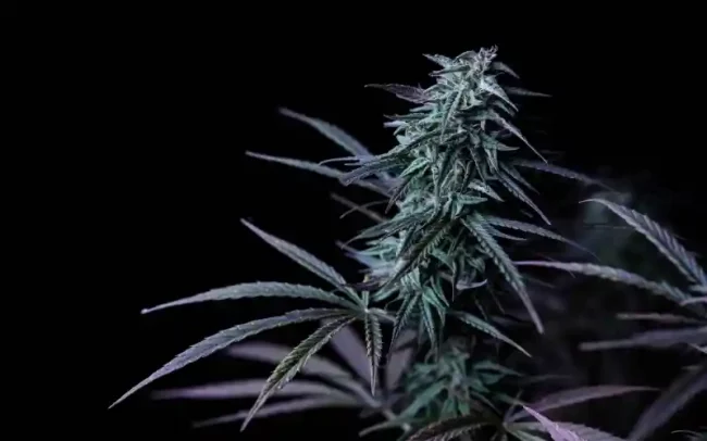 légalisation-cannabis-Delaware