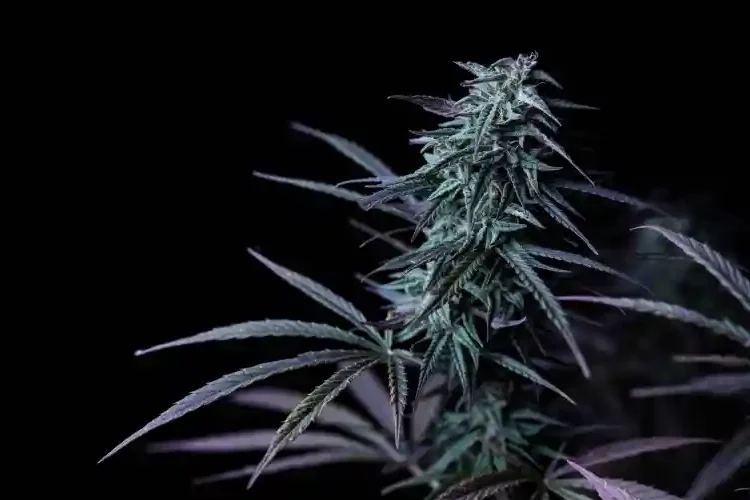 légalisation-cannabis-Delaware