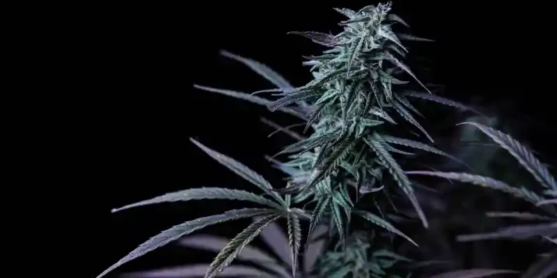 légalisation-cannabis-Delaware