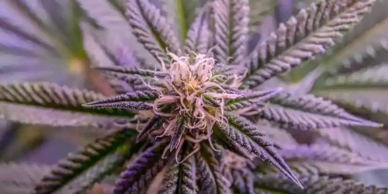 Hightime1 fleur de cannabis