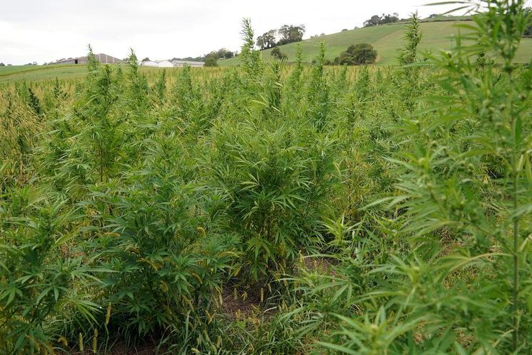 Légalisation du cannabis : Bègles veut devenir un « territoire expérimental » de culture, vente et consommation