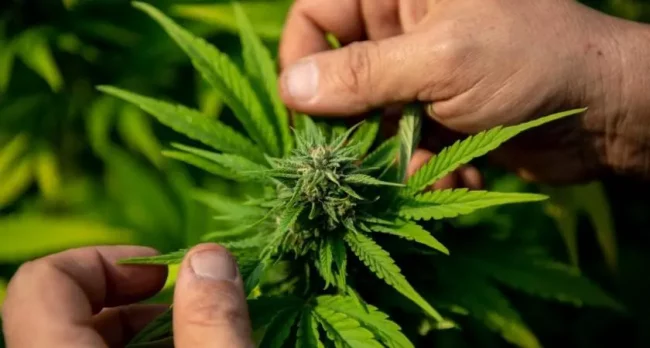 Luxembourg-la-loi-sur-le-cannabis-va-arriver