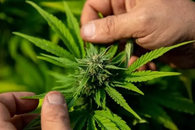 Luxembourg-la-loi-sur-le-cannabis-va-arriver