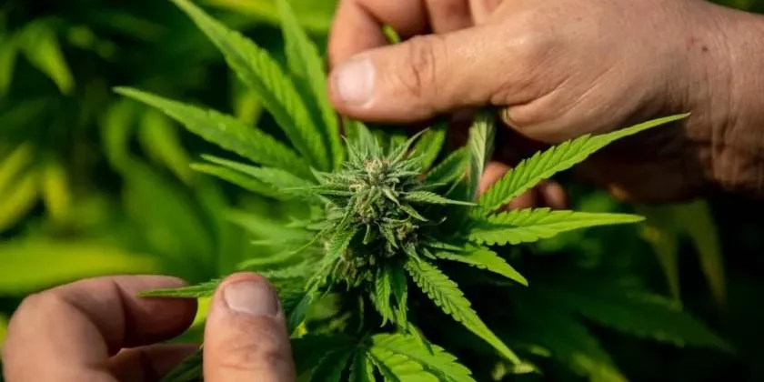 Luxembourg-la-loi-sur-le-cannabis-va-arriver