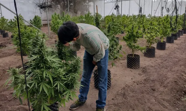 Mexique cannabis