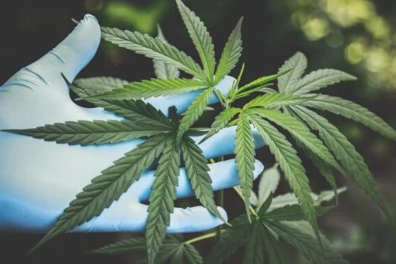 République tchèque-légalisation du cannabis