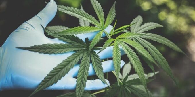 République tchèque-légalisation du cannabis