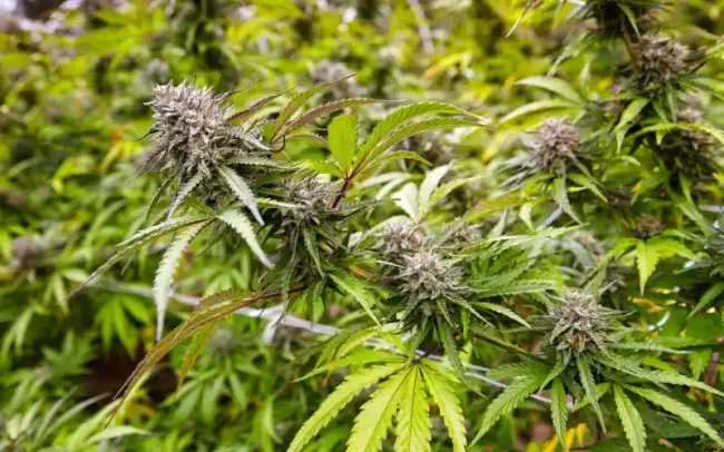 Tennessee-projet de légalisation du cannabis