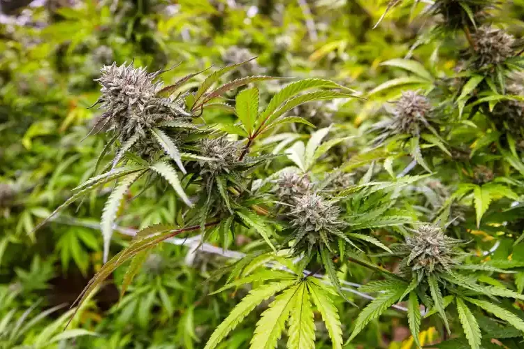 Tennessee-projet de légalisation du cannabis