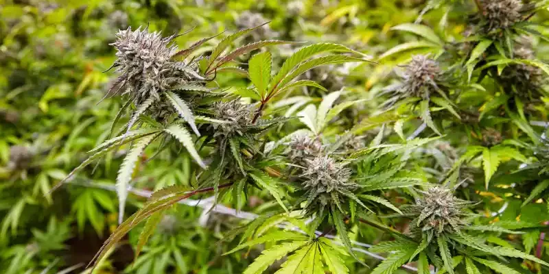 Tennessee-projet de légalisation du cannabis