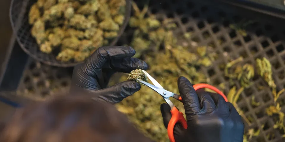 Une famille sans histoire avait fondé un empire du cannabis au Pays de Galles