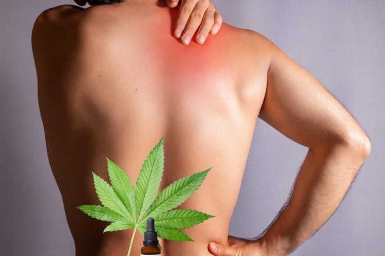 cannabis-douleur chronique