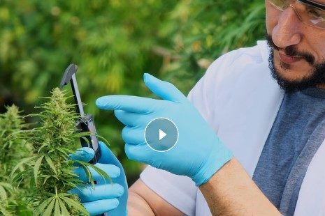 comprendre le cannabis médical