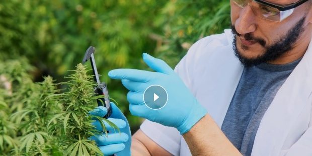 comprendre le cannabis médical