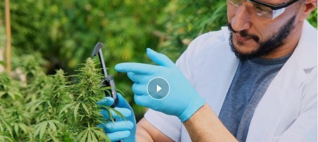 comprendre le cannabis médical