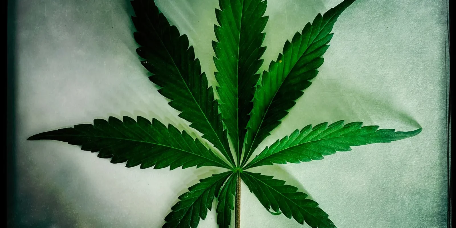feuille de cannabis