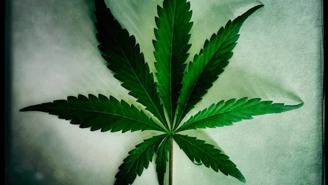 feuille de cannabis