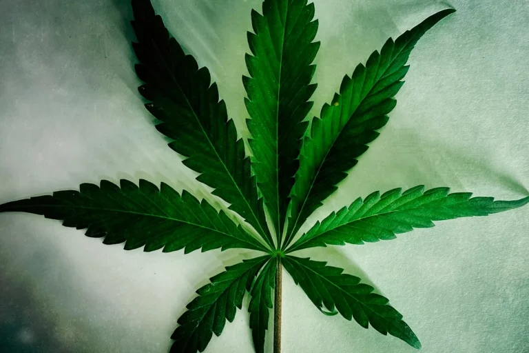 feuille de cannabis