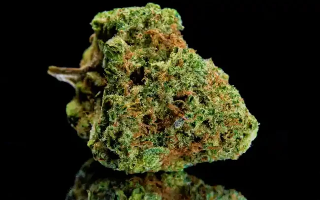 fleurs de cannabis séchée