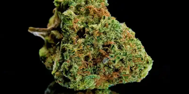 fleurs de cannabis séchée